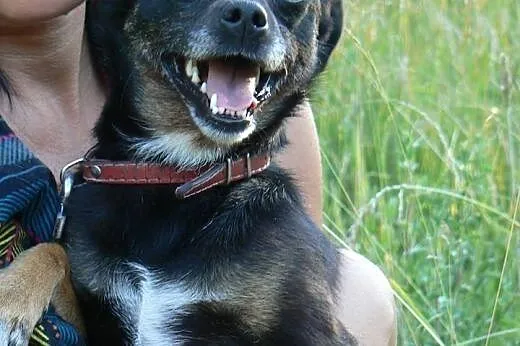 Pinia-5kg nieszczęścia na łańcuchu! Przeczytaj ogł