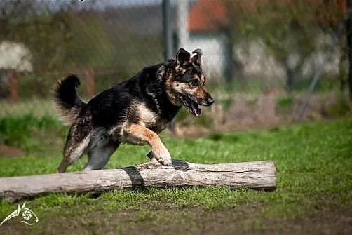 Leo - doskonały czasoumilaczi uśmiechowyzwalacz:),