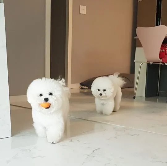 Czysto biały bichon frise dla każdego czystego domu.