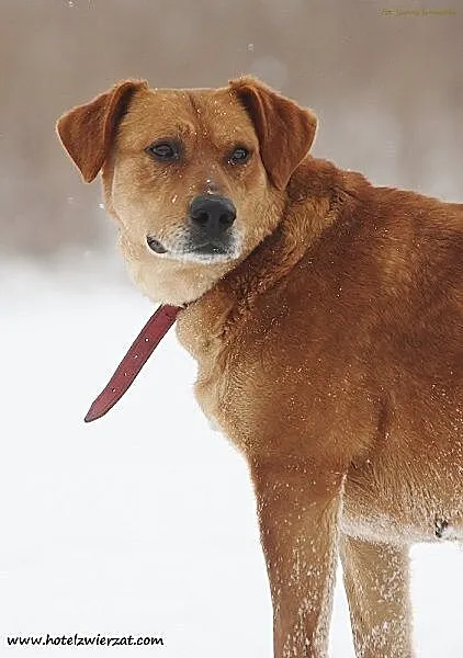 Urocza sunia w typie labradora szuka domu