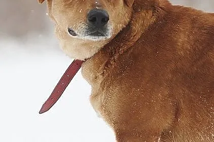 Urocza sunia w typie labradora szuka domu