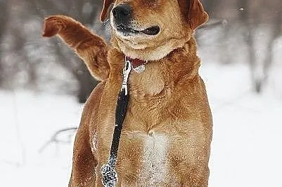Urocza sunia w typie labradora szuka domu