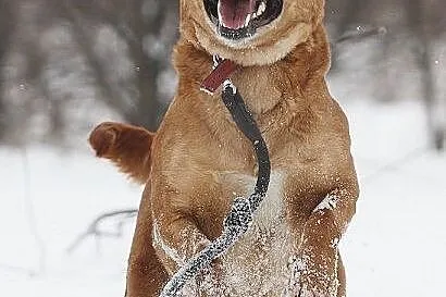 Urocza sunia w typie labradora szuka domu