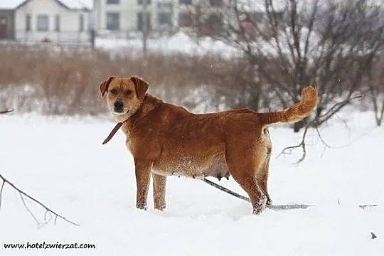 Urocza sunia w typie labradora szuka domu