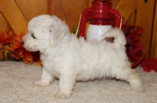 Szczenięta Bichon Frise   Whatsapp +37065391730  Szczenięta Bichon Frise