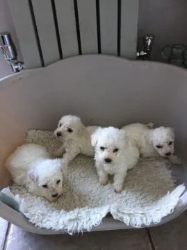 Szczenięta Bichon Frise   Whatsapp +37065391730  Szczenięta Bichon Frise, , london