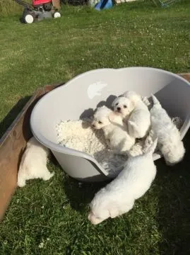 Szczenięta Bichon Frise   Whatsapp +37065391730  Szczenięta Bichon Frise, , london