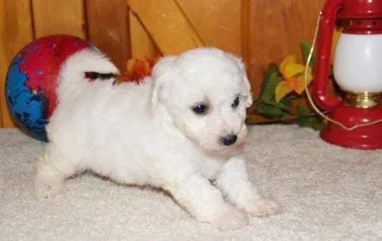 Szczenięta Bichon Frise   Whatsapp +37065391730  Szczenięta Bichon Frise, , london