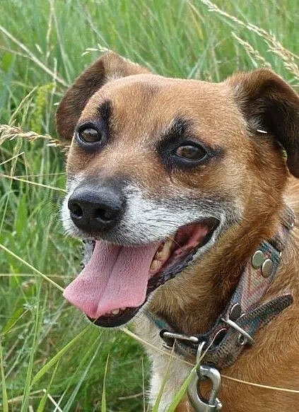 Rudy-przefajny psiak, spacerowy, kontaktowy, towarzyski, 12-14kg, ciekawej urody, ADOPCJA, Małopolskie, Kraków