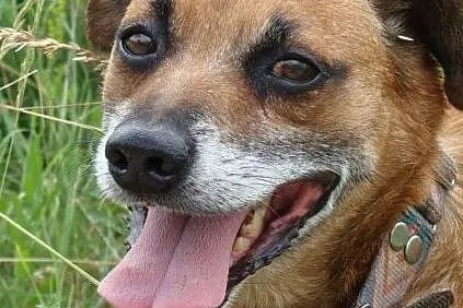 Rudy-przefajny psiak, spacerowy, kontaktowy, towarzyski, 12-14kg, ciekawej urody, ADOPCJA, Małopolskie, Kraków