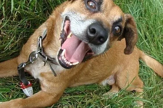 Rudy-przefajny psiak, spacerowy, kontaktowy, towarzyski, 12-14kg, ciekawej urody, ADOPCJA, Małopolskie, Kraków