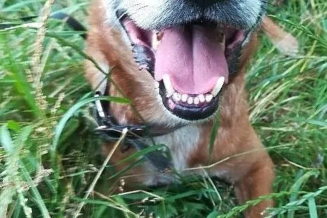 Rudy-przefajny psiak, spacerowy, kontaktowy, towarzyski, 12-14kg, ciekawej urody, ADOPCJA, Małopolskie, Kraków