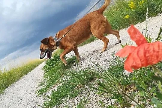 Rudy-przefajny psiak, spacerowy, kontaktowy, towarzyski, 12-14kg, ciekawej urody, ADOPCJA, Małopolskie, Kraków