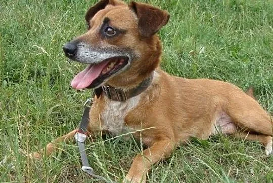 Rudy-przefajny psiak, spacerowy, kontaktowy, towarzyski, 12-14kg, ciekawej urody, ADOPCJA, Małopolskie, Kraków