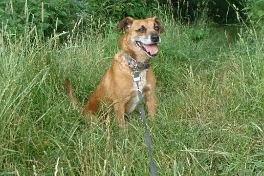 Rudy-przefajny psiak, spacerowy, kontaktowy, towarzyski, 12-14kg, ciekawej urody, ADOPCJA, Małopolskie, Kraków