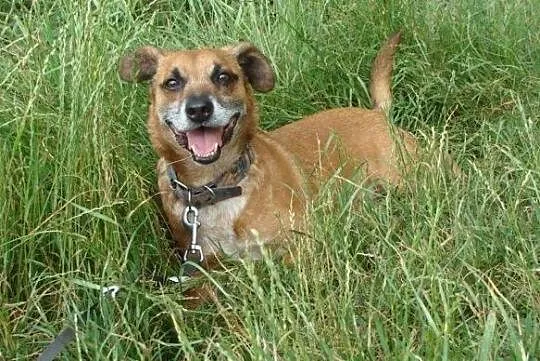 Rudy-przefajny psiak, spacerowy, kontaktowy, towarzyski, 12-14kg, ciekawej urody, ADOPCJA, Małopolskie, Kraków