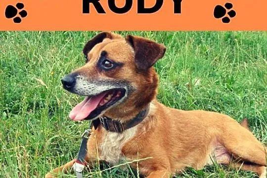 Rudy-przefajny psiak, spacerowy, kontaktowy, towarzyski, 12-14kg, ciekawej urody, ADOPCJA, Małopolskie, Kraków