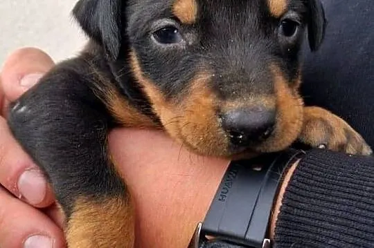 Sprzedam doberman suczka brązowa i czarna, Świętokrzyskie, Ostrowiec Świętokrzyski