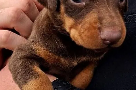 Sprzedam doberman suczka brązowa i czarna, Świętokrzyskie, Ostrowiec Świętokrzyski