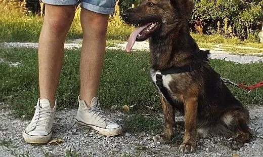 Wesoły młodziutki psiak JANKES, dolnośląskie Wroc