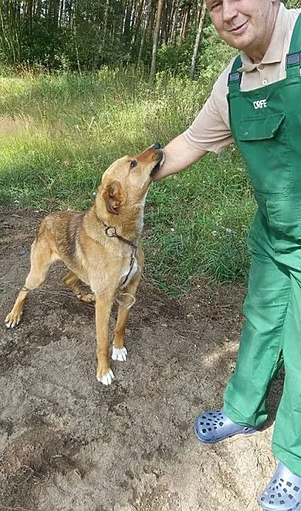 Szwagier młody psiak do adopcji