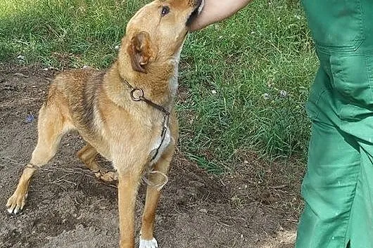 Szwagier młody psiak do adopcji