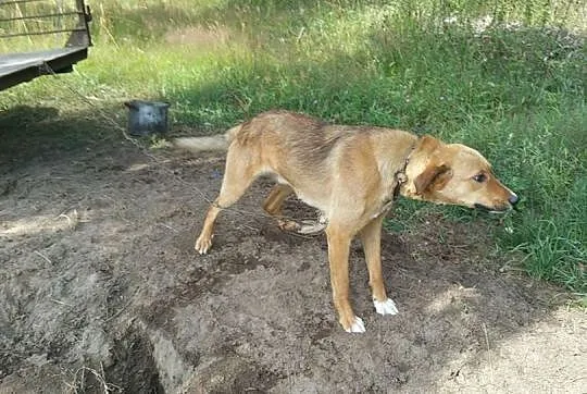 Szwagier młody psiak do adopcji