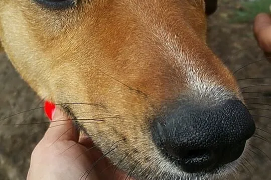 Szwagier młody psiak do adopcji