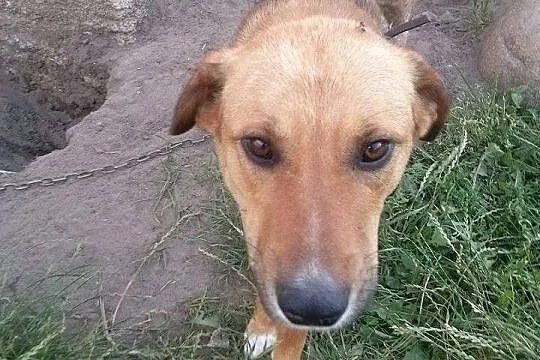 Szwagier młody psiak do adopcji