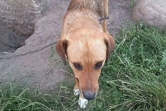 Szwagier młody psiak do adopcji