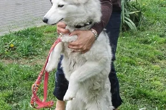 ASTA rezolutna sunia szuka domu
