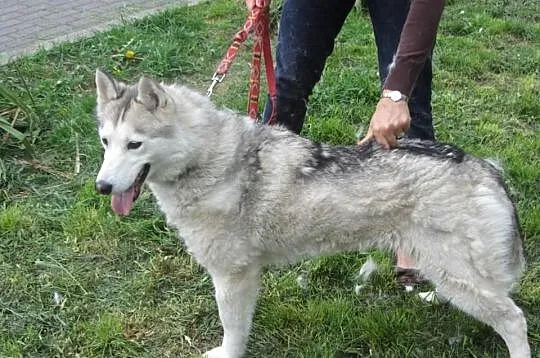 ASTA rezolutna sunia szuka domu
