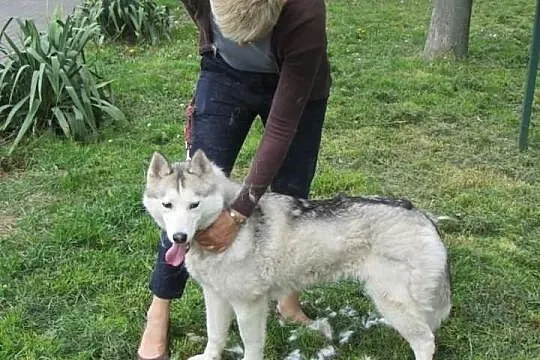 ASTA rezolutna sunia szuka domu