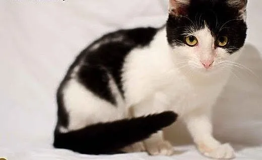 Klarysa - młoda koteczka do adopcji, mazowieckie
