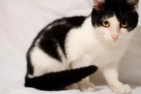 Klarysa - młoda koteczka do adopcji, mazowieckie Warszawa