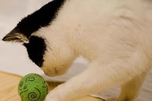 Klarysa - młoda koteczka do adopcji,  mazowieckie 