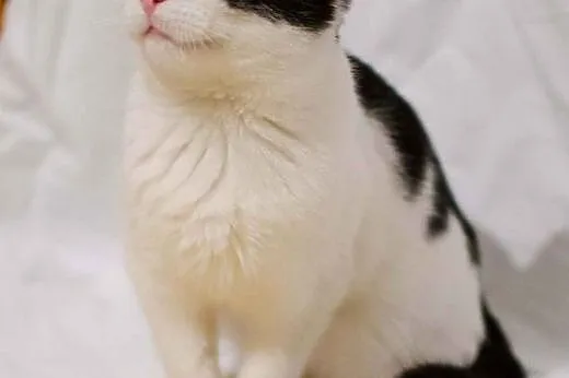 Klarysa - młoda koteczka do adopcji,  mazowieckie 