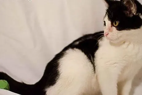 Klarysa - młoda koteczka do adopcji,  mazowieckie 