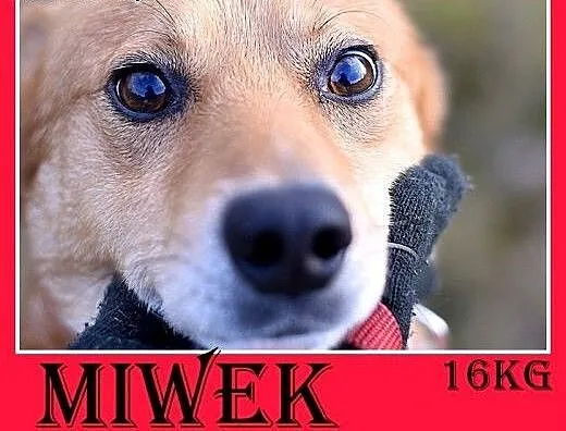 16kg,średni,łagodny,przyjazny,tulaśny piesek MIWEK