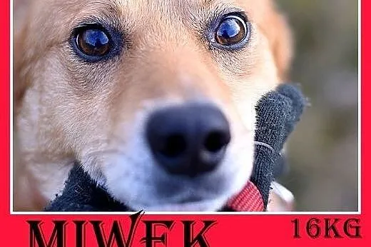 16kg,średni,łagodny,przyjazny,tulaśny piesek MIWEK