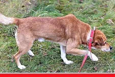 16kg,średni,łagodny,przyjazny,tulaśny piesek MIWEK
