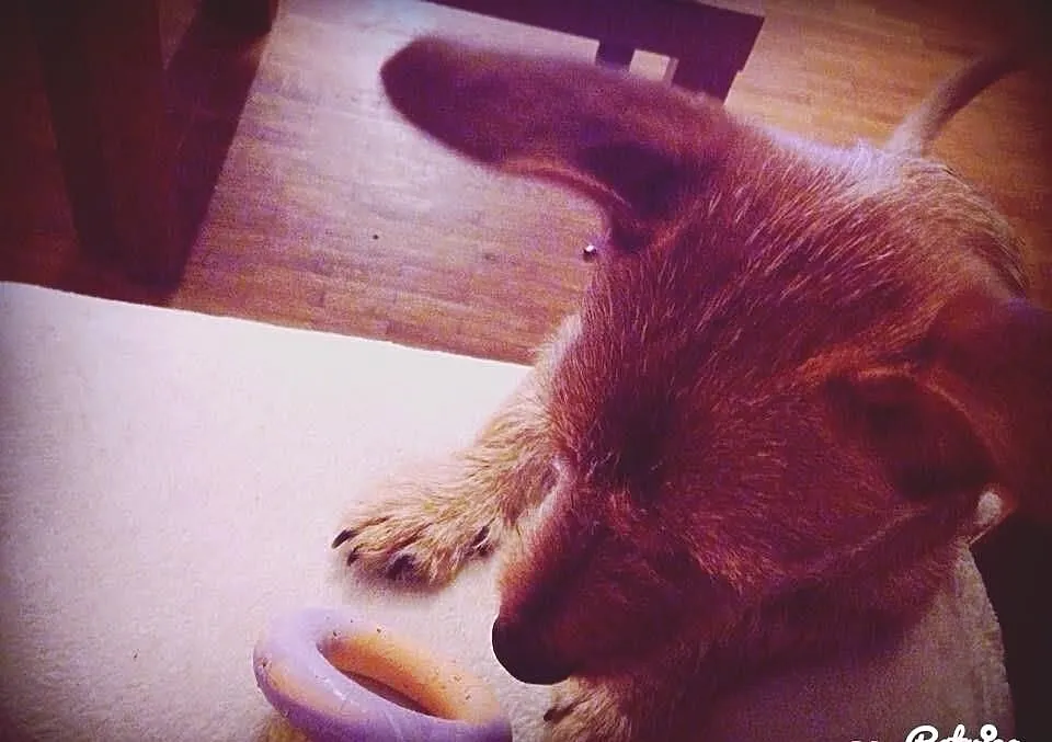 8-miesięczny Camaro do adopcji!
