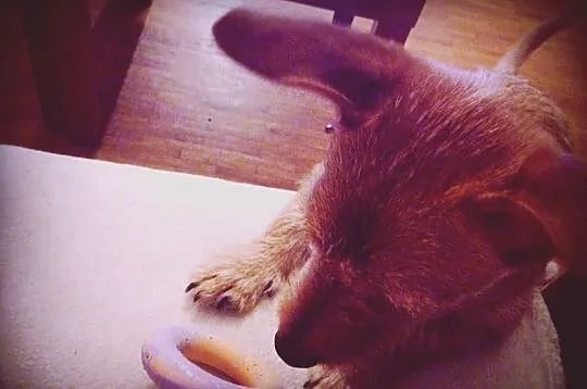 8-miesięczny Camaro do adopcji!