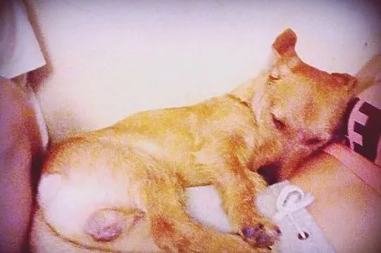 8-miesięczny Camaro do adopcji!
