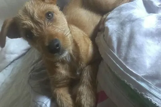 8-miesięczny Camaro do adopcji!