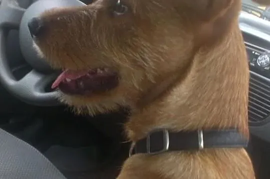 8-miesięczny Camaro do adopcji!