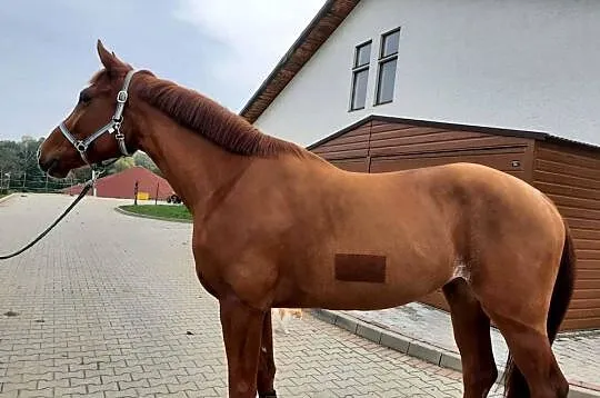 Piękna klacz do skoków, Śląskie, Bielsko-Biała