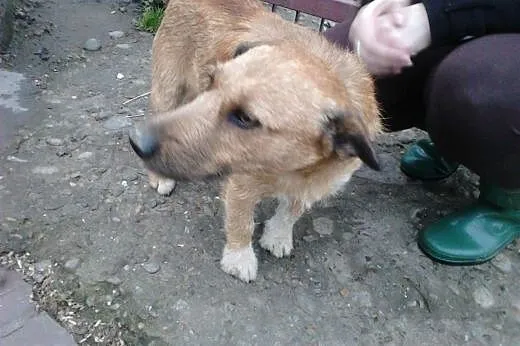 Uroczy psi przyjaciel,  małopolskie Tarnów