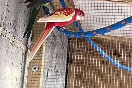 Sprzedam papugi