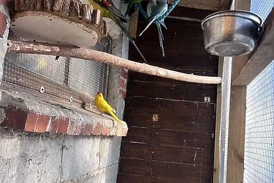Sprzedam papugi, Wielkopolskie, Kalisz
